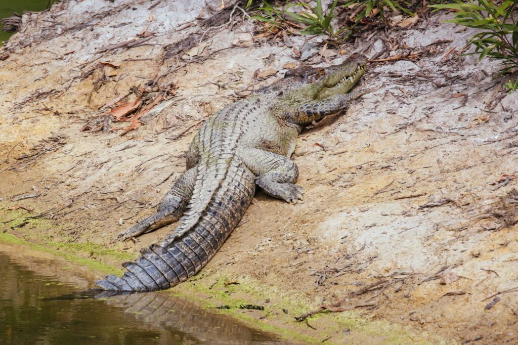 Queensland Crocodile in Rural Australia