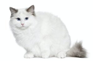 Ragdoll (6 months old)