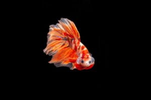Pez Betta. Foto por Envato.