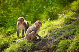 Mono Rhesus. Foto por Envato.