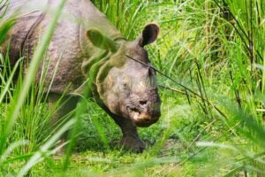 Rhino in Nepal