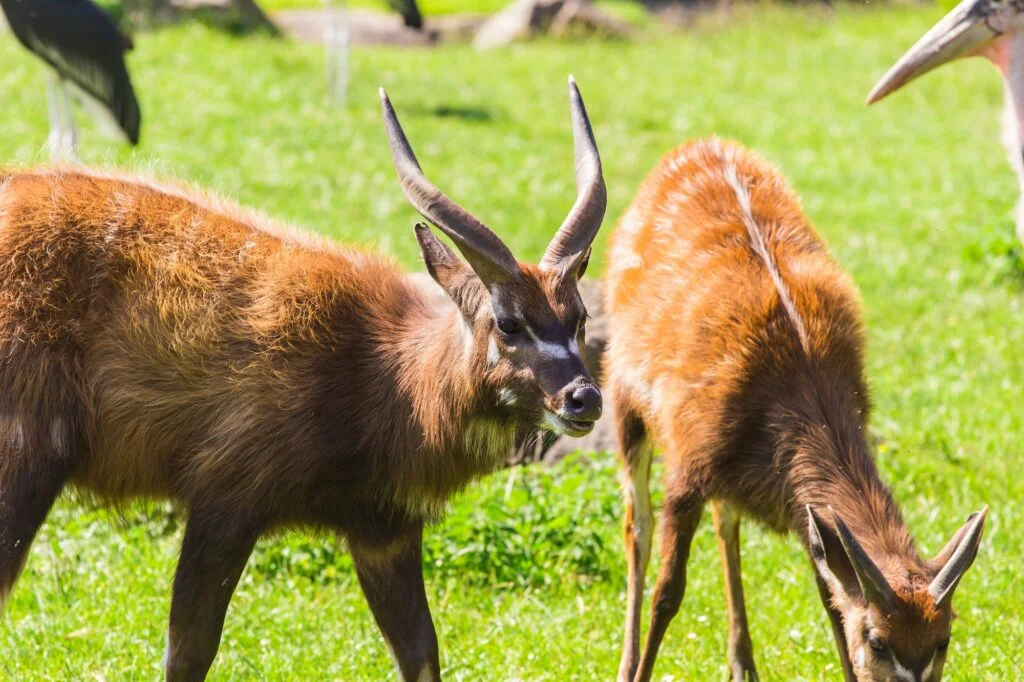 Roe deers on the meadow. Zoo, wild animals and mammal concept