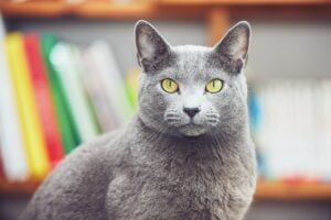 RUSSIAN BLUE CAT