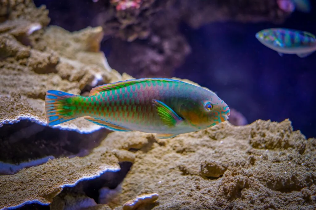 Scarus quoyifish Quoy's parrotfish underwater in sea