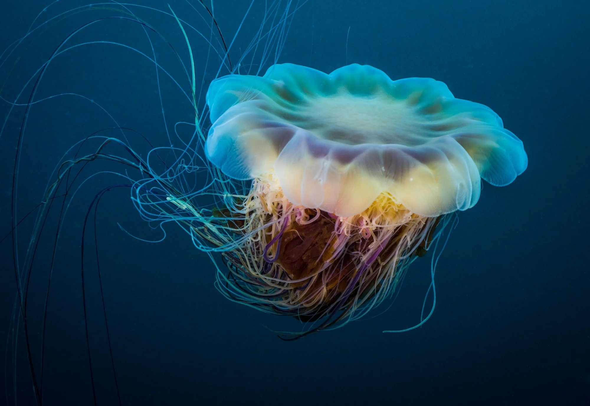Scenic closeup of a lion's mane jellyfish under the deep blue sea