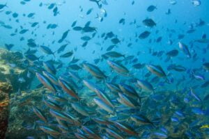 Taxonomía de los Peces. Foto por Envato.