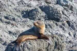 Seal