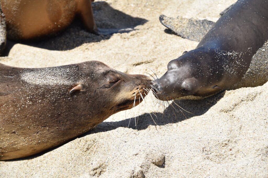 Seals kissing