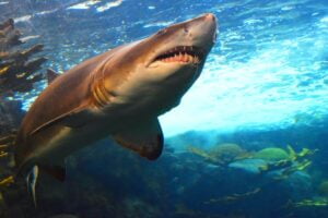 Taxonomía de los Tiburones. Foto por Envato.