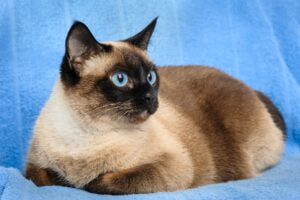 siamese cat closeup