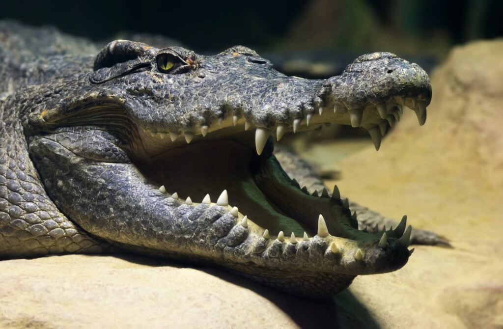 Siamese freshwater crocodile smiling