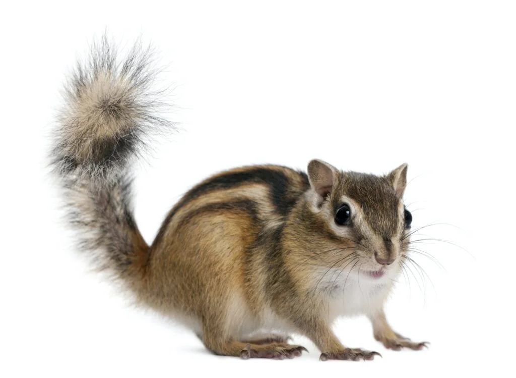 Siberian chipmunk, Euamias sibiricus, standing in front of white background