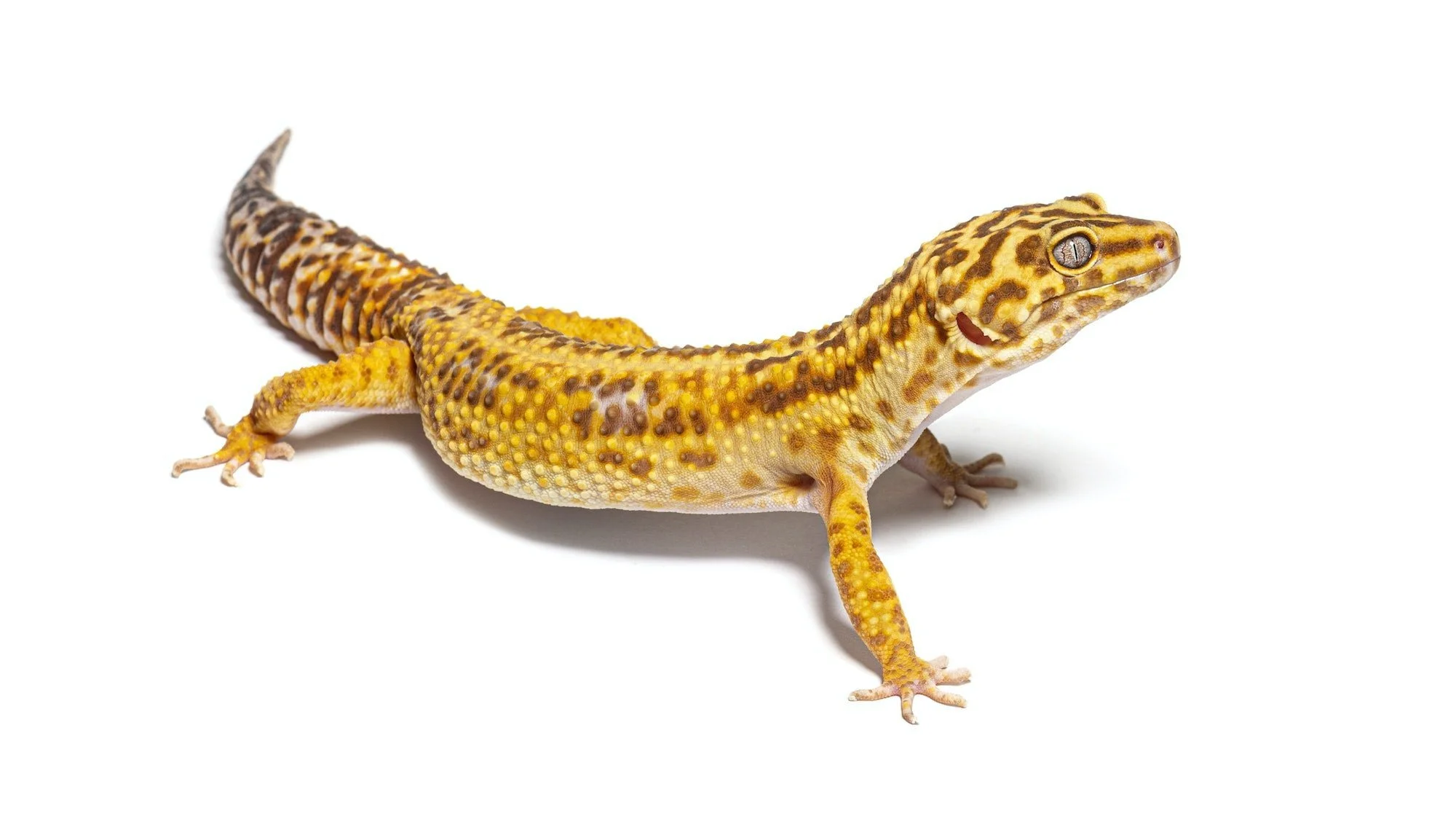 Side view of Leopard gecko, Eublepharis macularius, isolated on