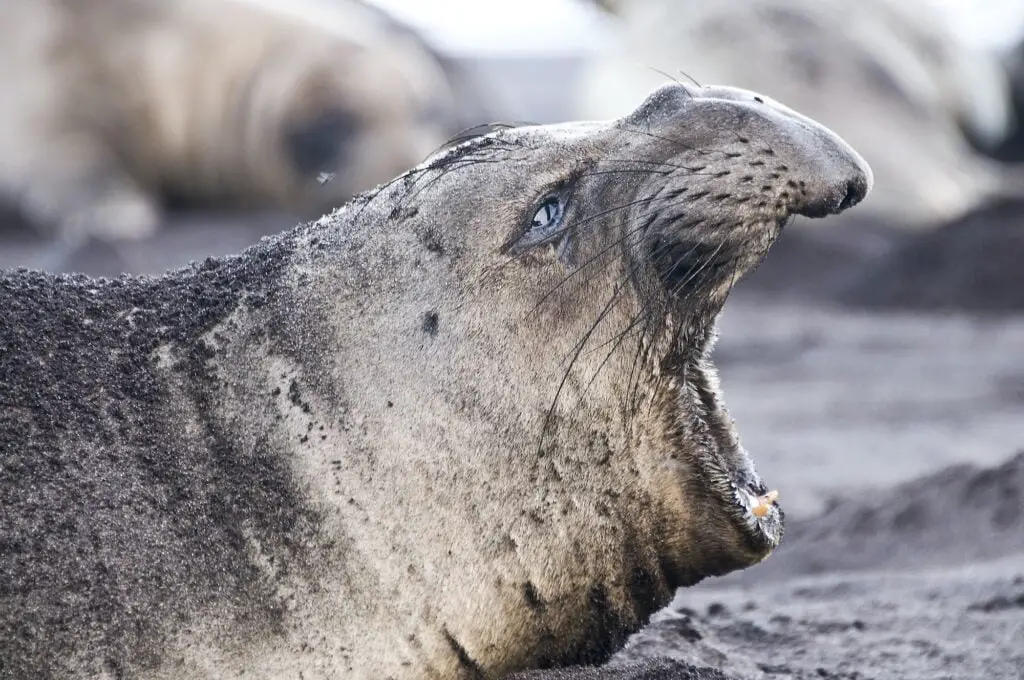 Side view of northern elephant seal calling on beach at Guadalupe Island, Mexico