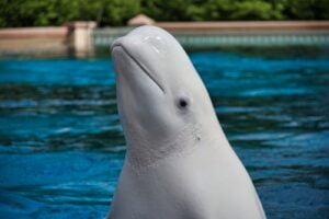Ballena Beluga