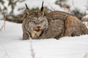 Lince Boreal. Foto por Envato.