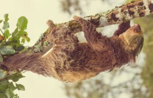 Sloth