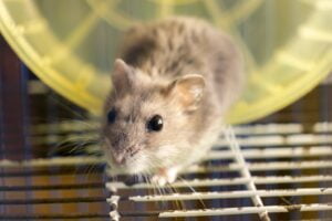 Small gray jungar hamster rat in yellow home cage