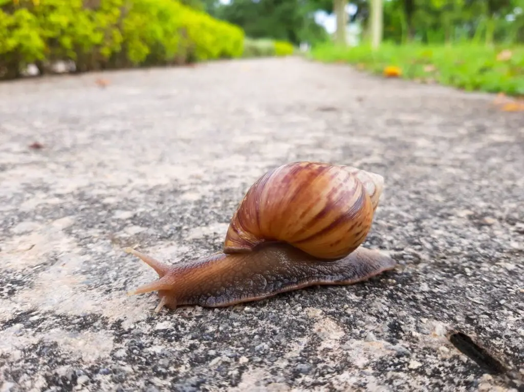 Snail moving slowly
