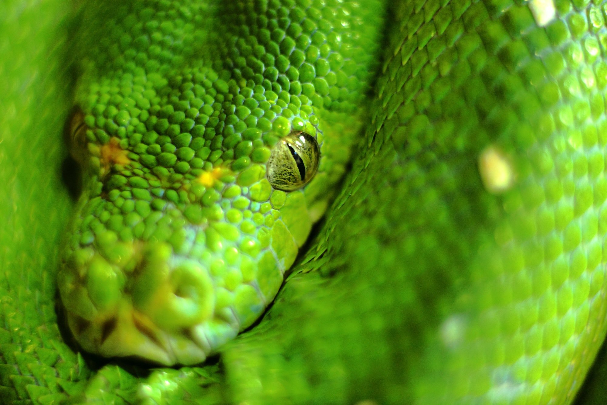 Taxonomía de las Serpientes. Foto por Envato.