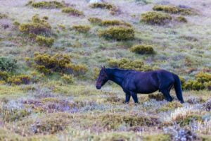 Snowy Mountains Brumbies View near Thredbo in Australia