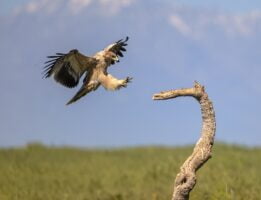 Spanish imperial eagle landing in tree