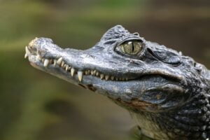 Spectacled caiman portrait