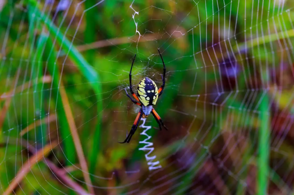 Arañas. Foto por Envato.