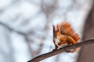 squirrel