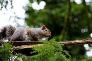 Squirrel Looking