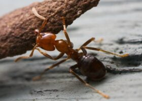 Strong ant (1)