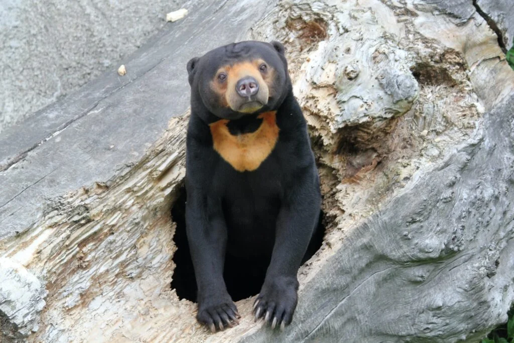 black bear in wooden hole