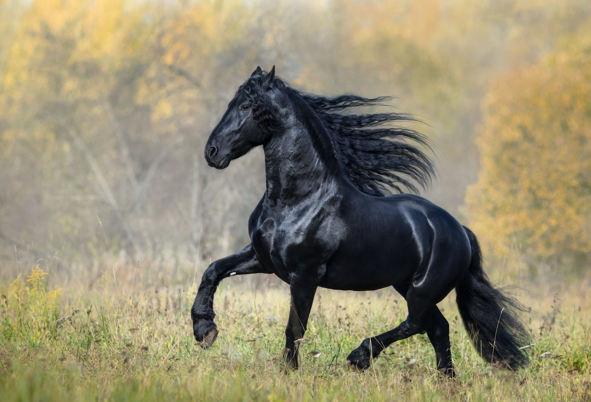 The Black Horse of the Frisian breed walks in the Autumn foggy wood