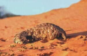 The Ground Pangolin
