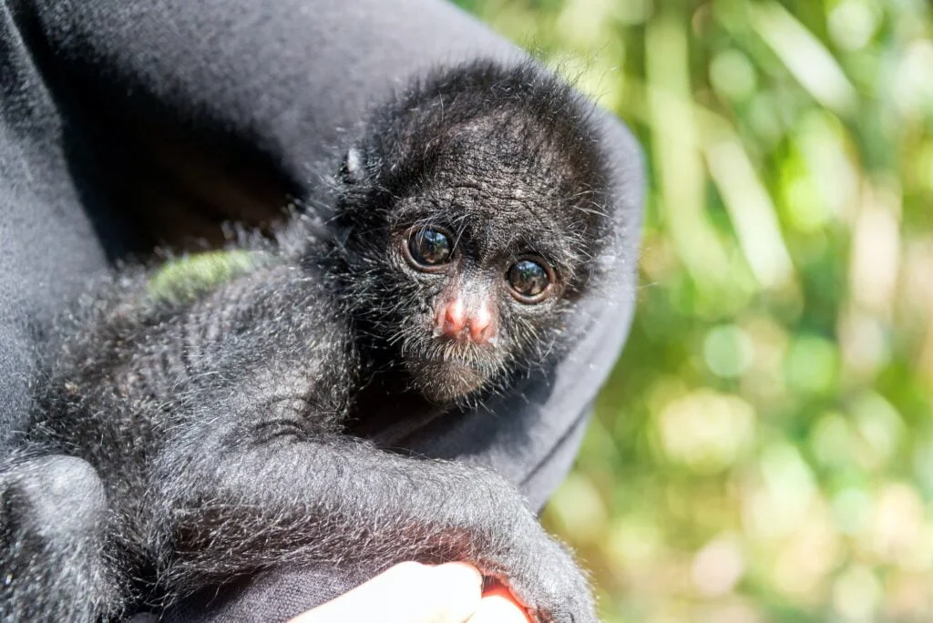 Three Month Old Spider Monkey