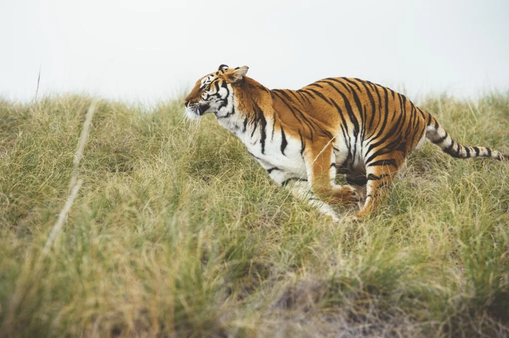 Tiger in green grass