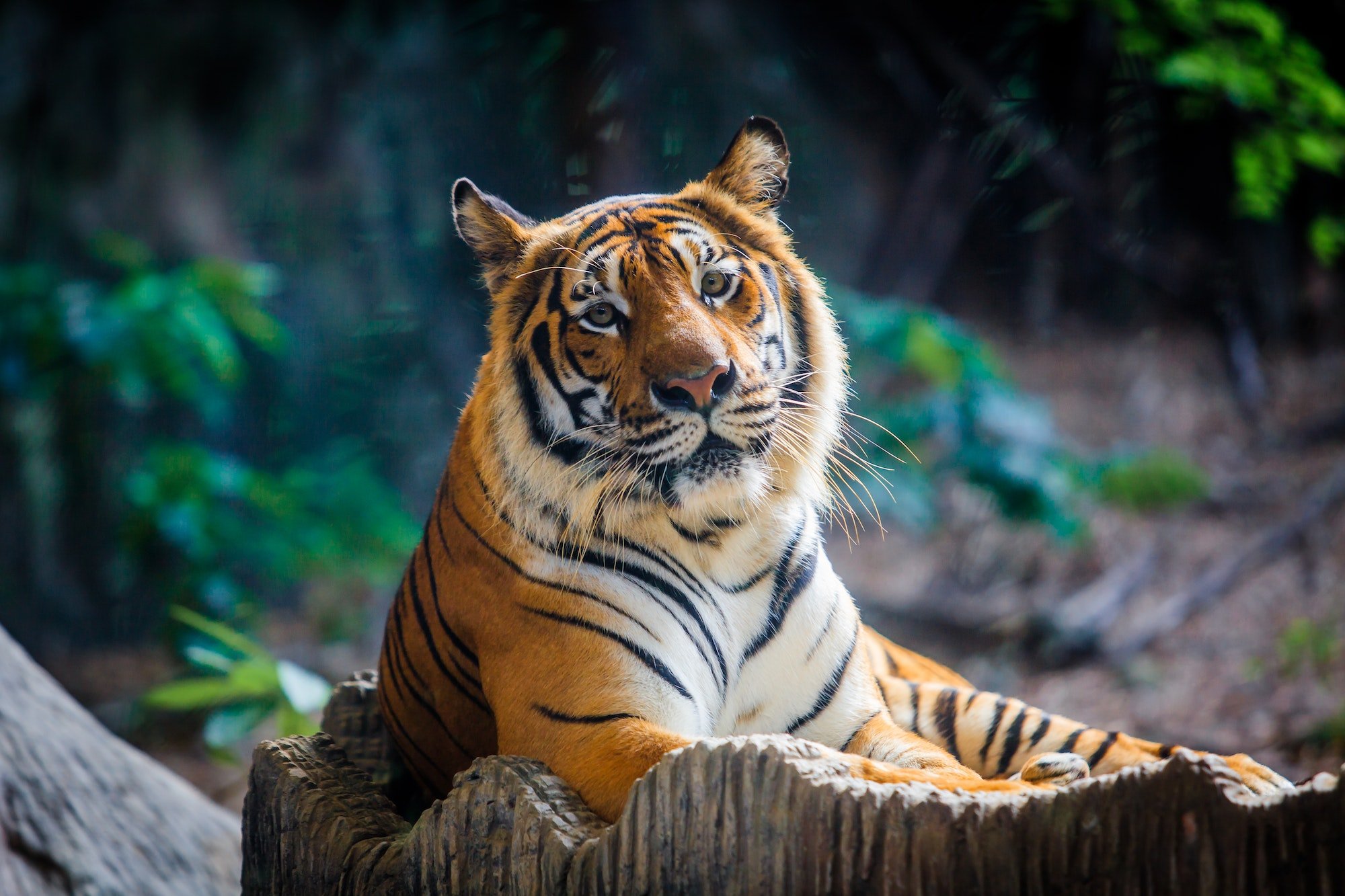 Tiger, portrait of a bengal tiger. A tiger sitting in a zoo.