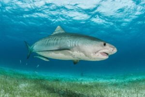 Tiburón Tigre. Foto por Envato