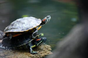 Tortuga. Foto por Envato.