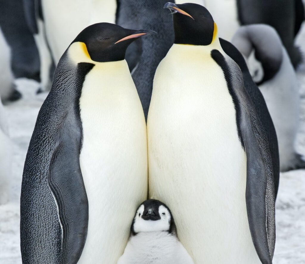 Two adult Emperor penguins and a baby chick nestling between them.