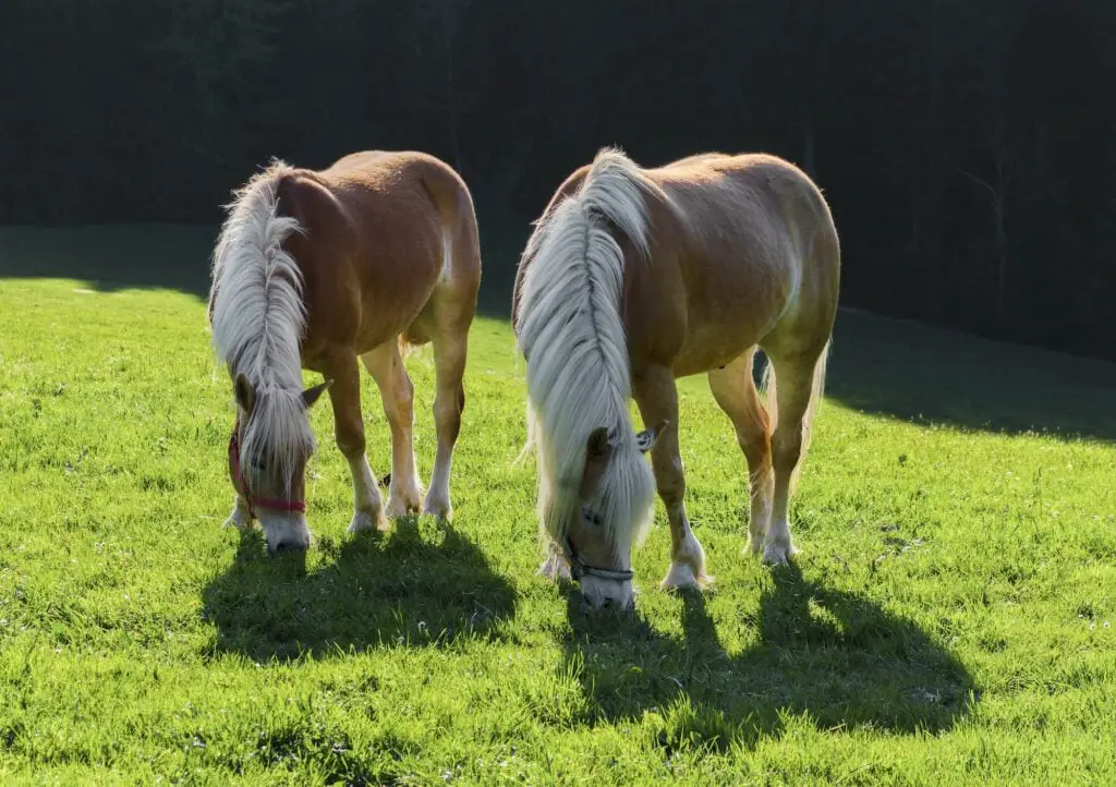 Two Haflinger Ponys grazing on a green field. Bavaria, Germany