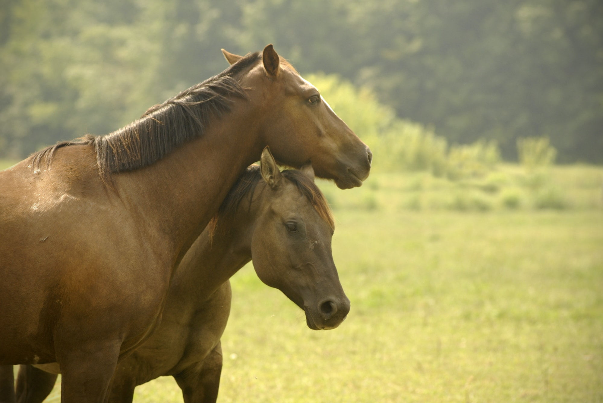 Two quarter horses in a Missouri pasture