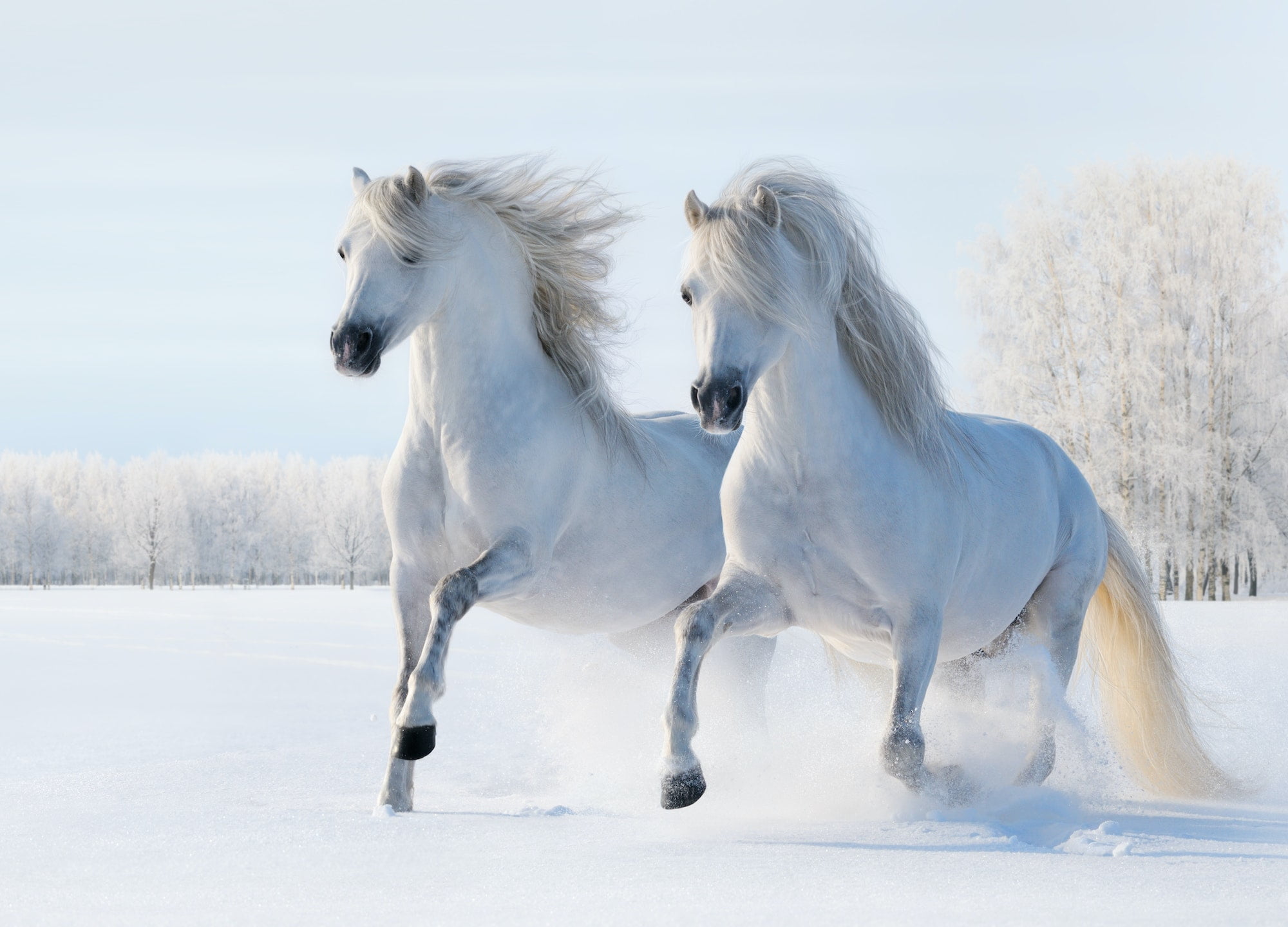 Two White Horses Gallop on snow field