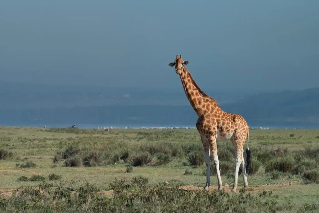Ugandan giraffe ( Giraffa camelopardalis rothschildi