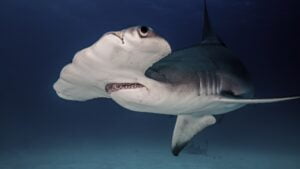 Tiburón Martillo. Foto por Envato.