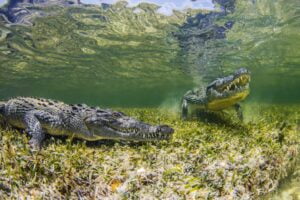 Underwater view of two crocodiles on reef, Chinchorro Banks, Mexico