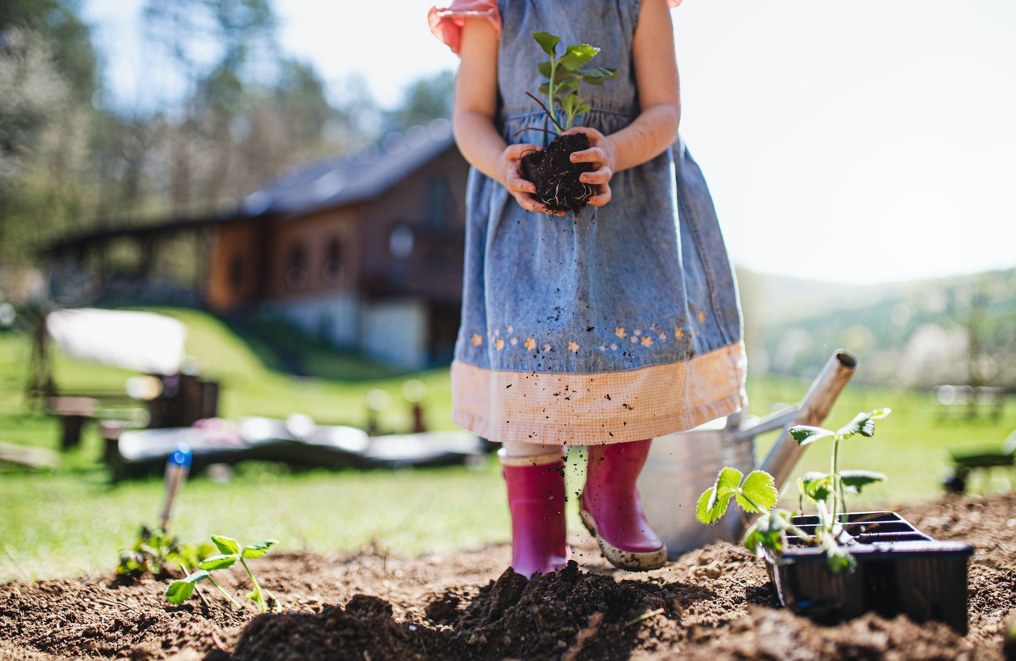 Unrecognizable small girl with strawberry plant in garden, sustainable lifestyle concept