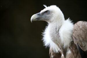 Vulture