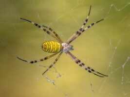 Araña Tigre. Foto por Envato.