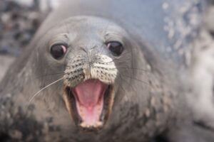 Weddell seal pup, Antarctica